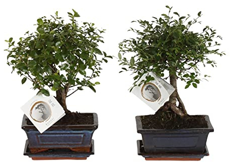 ZynesFlora Echter Bonsai Baum Keramik Schale - 2 Stück - Höhe: 25-30 cm - Feng Shui Zen Bonsai Meditation Dekoration