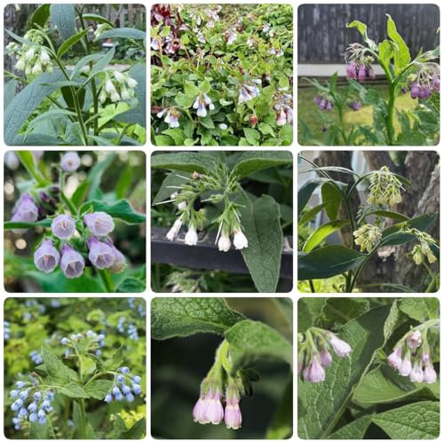 500 pcs beinwell samen - balkon hochbeet beinwell pflanze, blumensamen geschenk wiesensaatgut zimmerpflanze wildblumensamen stauden winterhart mehrjährig, wildkräuter samen gartenkräuter