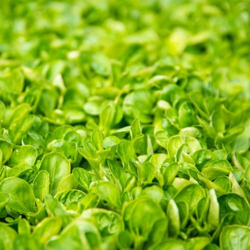 300 pz semi di valerianella bio - Semi di ortaggi da balcone, balcone da aiuola rialzata (Valerianella locusta) semi di erbe aromatiche, piante esotiche vecchi semi di ortaggi, orto
