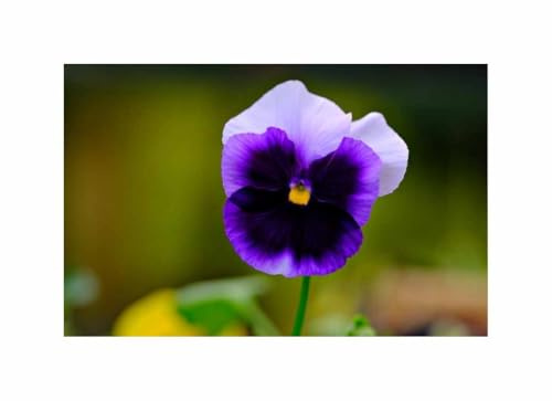 Stk - 150x Stiefmütterchen Beaconsfield Garten Pflanzen - Samen F-S429 - Seeds & Plants Shop by Ipsa