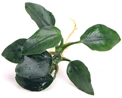 K2AQUA Anubias Nana Fatty Live Aquarium Plant Compact Broad Round Dark Green Leaves Easy Care Low Light Foreground Midground Freshwater Tank Natural Decoration