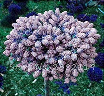 VISTARIC 9: 30 pc Sequoia rossa Semi Piante Sequoia sempervirens Bonsai albero in vaso per la casa e giardino fresche di Air giardino domestico di DIY 9