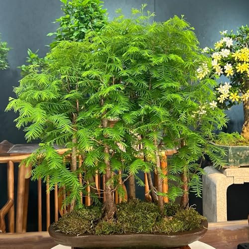 60 pz Semi di bonsai di sequoia primordiale - piante, regali da giardino (Metasequoia glyptostroboides) albero dei bonsai, semi di piante esotiche regalo da giardino, piante in vaso