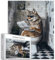 Wolf auf Toilette, 1000-teiliges Puzzle für Erwachsene, Wolf mit Brille, zum Lesen von Zeitungen, Kunstpuzzle für Heimdekoration, Geschenke, Familienpuzzle, perfekt für Spieleabende, 50,8 x 68,6 cm