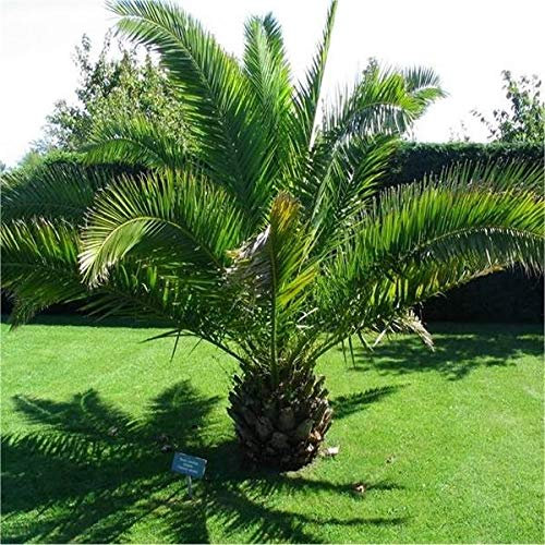 Semi Palma Delle Canarie