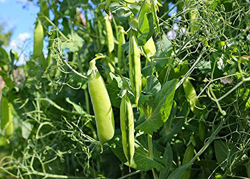 Lot de 50 Graines de Pois Potager Douce Provence - Variété très Appréciée, Sucrée, Juteuse et Fondante - Légume d'Accompagnement Idéal - 100% Naturel - Garantie Germination - 100% Reproductibles