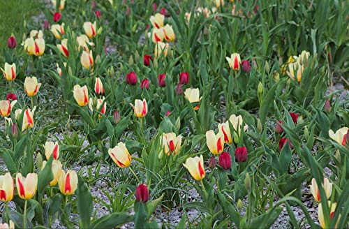 HANSEPUZZLE 25162 - Tulpe Puzzle 500 Teile | Natur Puzzle mit hochwertiger Puzzle Aufbewahrung: Kartonbox und wiederverschließbarem Beutel | Puzzle-Maße: 46 x 30 cm