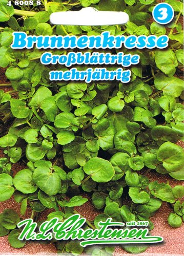 Brunnenkresse Kresse großblättrig mehrjährig