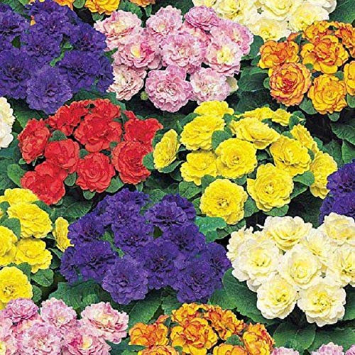 Pack x6 Double Primrose Primula Belarina® Mixed Perennial Plug Plants
