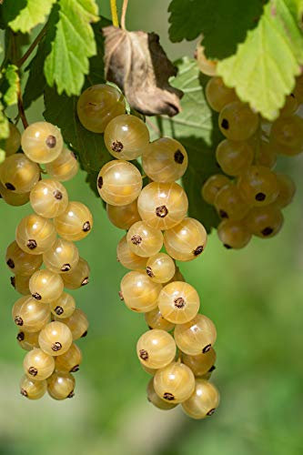 Groseillier à Grappes Hollande Blanche C 3 Litres