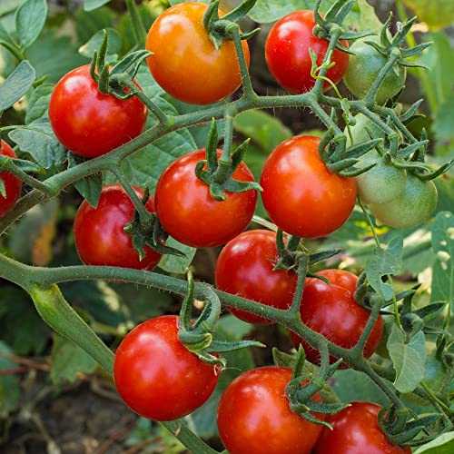 Rubylicious F1 Tomatensamen