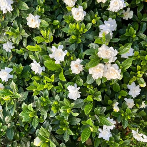 Gardeniepflanze 15pflanze - balkonpflanzen Schnelles Wachstum