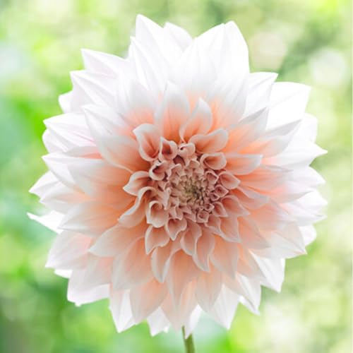 Bulbes (racines tubéreuses) de DAHLIA | Bulbes provenant des meilleurs producteurs néerlandais | Sélection et contrôle | Floraison garantie. (2 Dahlia Café au Lait)