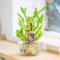 1 Lucky Bamboo Ribbon Plant 3 Tiers Tower Evergreen Indoor Bonsai in Vintage Style Glass Pot for feng Shui