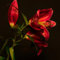 Lilium Lilien Zwiebeln,MehrjäHrig Winterhart Lilium Martagon Zwiebeln,Duft Lilien, Blumenzwiebeln Zwiebeln Baumlilien,Lilien Knollen,Lilien Pflanzen,Gefüllte Blüten, im Freien-4zwiebeln-A