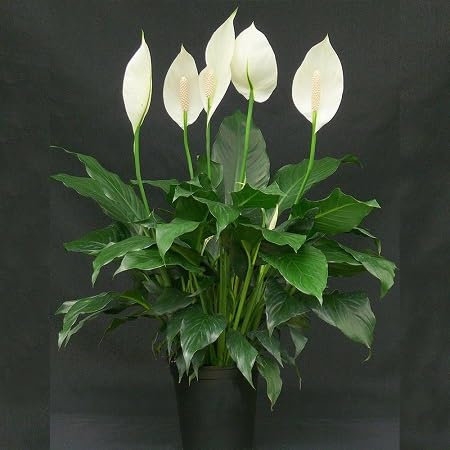 Spathiphyllum Lily de la Paix Graines de plantes 100pcs