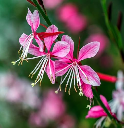 Prachtkerze Gaudi Pink - Gaura lindheimeri - lebende Gartenpflanze aus den Baumschulen