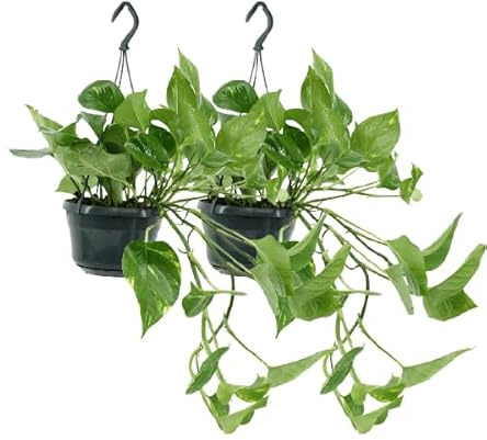 Efeutute Epipremnum Aureum Scindapsus Zimmerpflanze Ø15 cm 25 cm