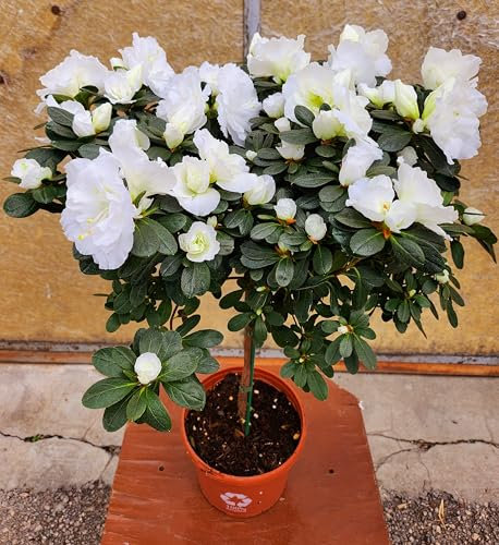 POWERS TO FLOWERS - AZALEA ALBERELLO BIANCA, VASO 18CM, ALTEZZA 100CM, pianta vera
