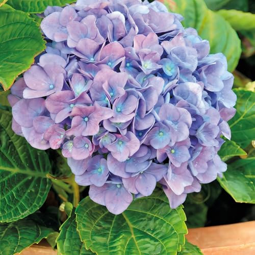 Gartenhortensie Renate 2L - Außergewöhnliche Dekowerte