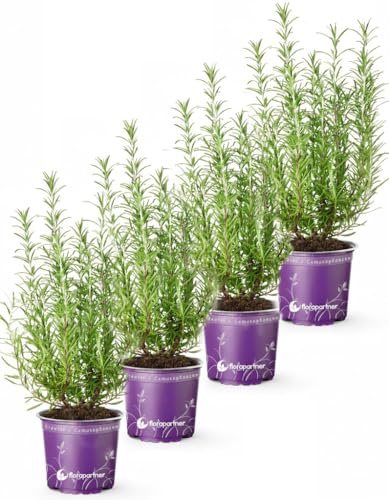 4er Set - Italienischer XL - Rosmarin (Rosmarius officinalis) 14cm Topf