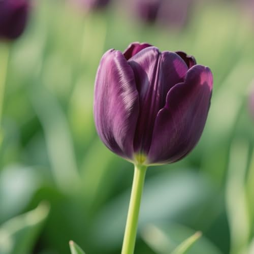 Tulpen – Winterhart & robust, stabile Blüten für jeden Außenbereich-4 Knolle-A