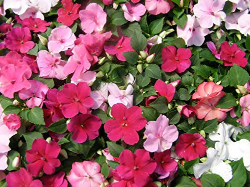 25 Impatiens Walleriana Dwarf Baby Series Mix Seeds - 25 Busy Lizzie Seeds