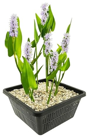 vdvelde.com - Hechtkraut Weiß - 4 Stück - 1 Teichkorb - Pontederia Cordata Alba - - Wasserpflanze- Ausgewachsene Höhe: 80 cm- Platzierung: -1 bis -20 cm