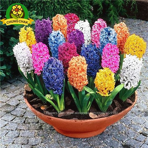 Graines de jacinthe Graines de fleurs Bonnsai (pas de bulbe de jacinthe) Fleur hydroponique si parfumée Toujours manquante à l'extérieur Mélange de couleurs Paquet de 1000 graines