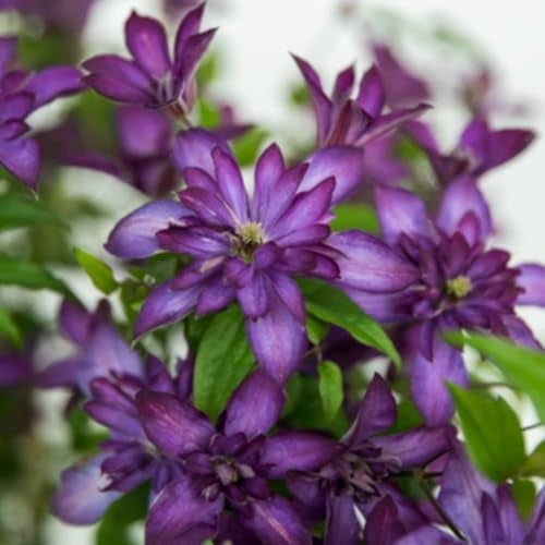 Clematis 'Glorious®™ Red' Velvety Climbing Plant Summer Flowers 7cm Pot x 1 by Thompson & Morgan