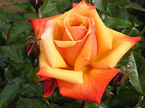Remember ME - 5.5lt Potted Hybrid Tea Garden Rose Bush - Fragrant, Large Orange Toned Beautiful Blooms - Memorial Gift