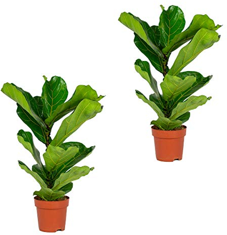 Bloomique - Lot de 2 - Ficus Lyrata - Figuier lyre - Plantes d’intérieur - Dépolluantes - Faciles d’entretien - 50-60 cm de haut - Pot 17 cm