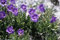 Campanula alpestris 20 Samen, Glockenblume - Staude, Bodendecker, Steingarten