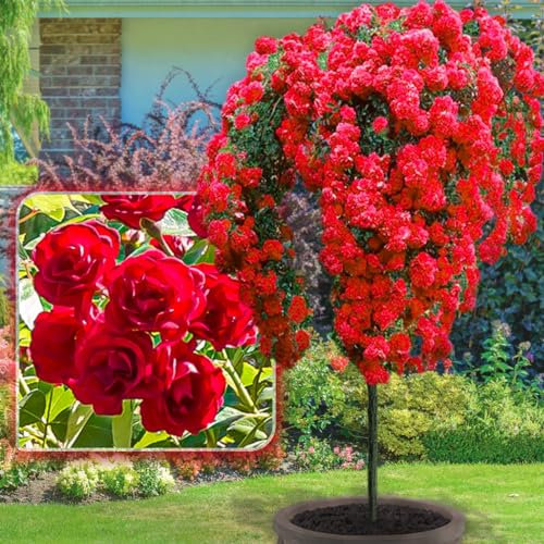 Stammrosen Scarlet - 120 cm - Geeignet für Töpfe und Freiland - Ideal für Balkon, Terrasse, Kleiner Garten