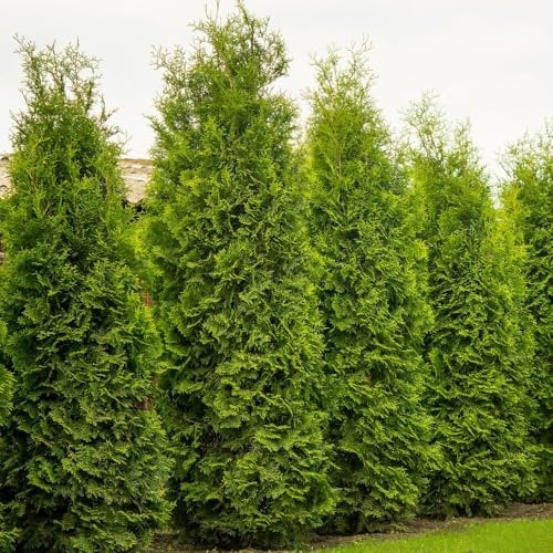 Thuja occidentalis 'King of Brabant' - Dense Pyramid-Shaped Evergreen Conifer with Bright Green Foliage, Ideal for Hedges or Specimen Planting, 1X or 3X 1 Litre Pots by Thompson and Morgan