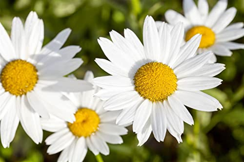 Leucanthemum vulgare ca. 9x9 cm Topf - Wiesenmargerite, weiße Blüten, Blütezeit Mai-August, ideal für naturnahe Gärten, bienenfreundlich, pflegeleicht