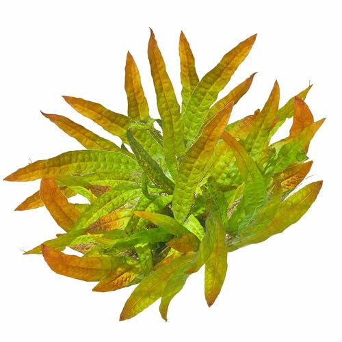 Microsorum pteropus Orange Narrow - Orangener-Javafarn in vitro XL - 8,5cm Bechergröße - Mittelgrund Wasserpflanzen für Aquarien