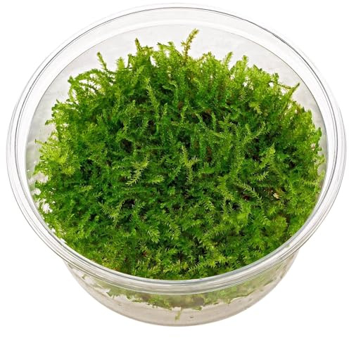 Aquasabi - Vesicularia Christmas Moss - Weihnachtsbaummoos - in Vitro XL 8,5 cm - Moos für Aquarium - in Vitro Aquarienpflanze - Aquascaping