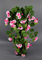 Seidenblumen Roß Geranienhänger 70cm rosa ZF Kunstpflanzen künstliche Geranie Kunstblumen Hängegeranie