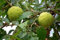 15 Samen Osage Orange Tree verwenden für Bonsai oder Ziergarten Baum