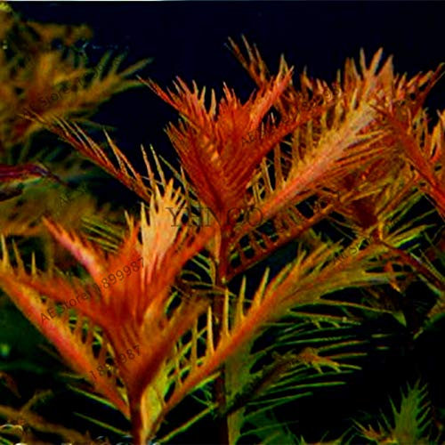 Sump 100pcs semillas de las plantas de acuario Por Bello Jardín Rojo 1