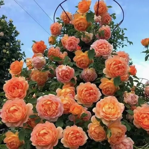 300 graines de rosier grimpant, rosiers à planter extérieur, graine de fleurs à semer, graine de rose croissance rapide, plantes semences pour le jardin (Orange)