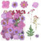 Cleminsta Mehrfarbige Echt Getrocknete Gepresste Blumen und Blätter für DIY Kunsthandwerk, Harz Scrapbooking, Basteln mit Trockenblumen, Natürliche Getrockneten Blättern und Blüten (Lila)