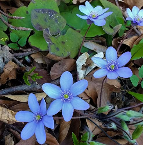 Rhizome - Raritäten : Anemone nemerosa Royal Blue 1 Rhizom