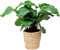 Happy Plants Calathea Orbifolia 60 cm hoch 21Ø, Zimmerpflanzen groß - Luftreinigende Pflanzen - Frisch aus der Gärtnerei (mit Topf)…