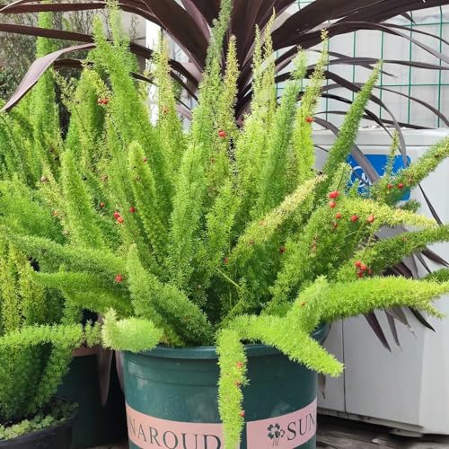 80 Pcs Zierspargel Pflanze Samen, Fuchsschwanz Farn, Geschenke Für Gärtner, Gartendeko Für Draußen (Asparagus Densiflorus) Kletterpflanzen Winterhart Schnellwachsend Luftreinigende