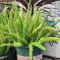 80 Pcs Zierspargel Pflanze Samen, Fuchsschwanz Farn, Geschenke Für Gärtner, Gartendeko Für Draußen (Asparagus Densiflorus) Kletterpflanzen Winterhart Schnellwachsend Luftreinigende