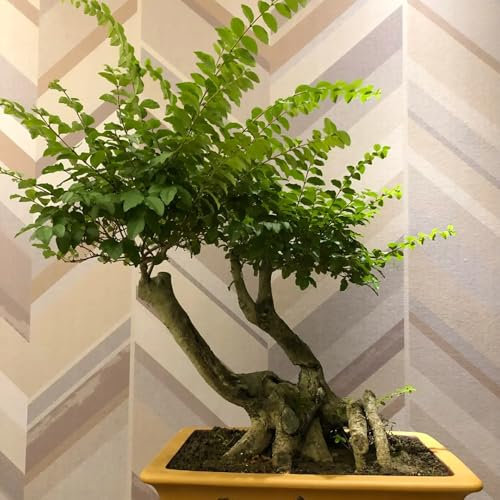 100 pz Semi di siepe di ligustro - Ligustrum lucidum - regali per gli amanti del giardino Siepe di ligustro sempreverde - Le piante da giardino sono piante perenni resistenti, piante