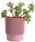 B2C Plant Pots Flower Planter 3 Colours 3 sizes Plastic Pot Modern Elegant Textured Modern Home Garden Indoor Outdoor use Convex stripes (Pink, W17cm x H19cm)