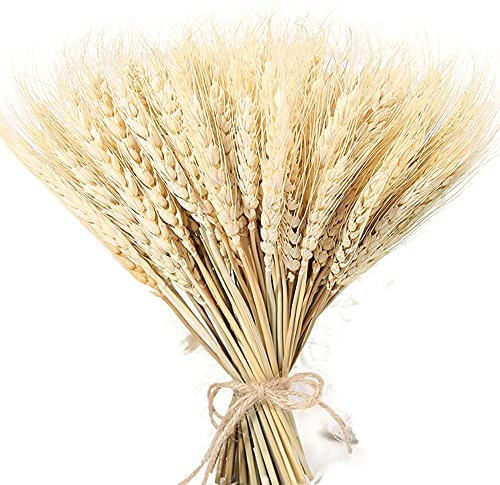 WSWJDW Künstliche Blumen Künstliche Blumen Binse natürliche getrocknete kleine Pampa Gras Phragmiten Künstliche Pflanzen Hochzeit Blumenstrauß für Wohnkultur, 100 Stück, 23 cm, Beige